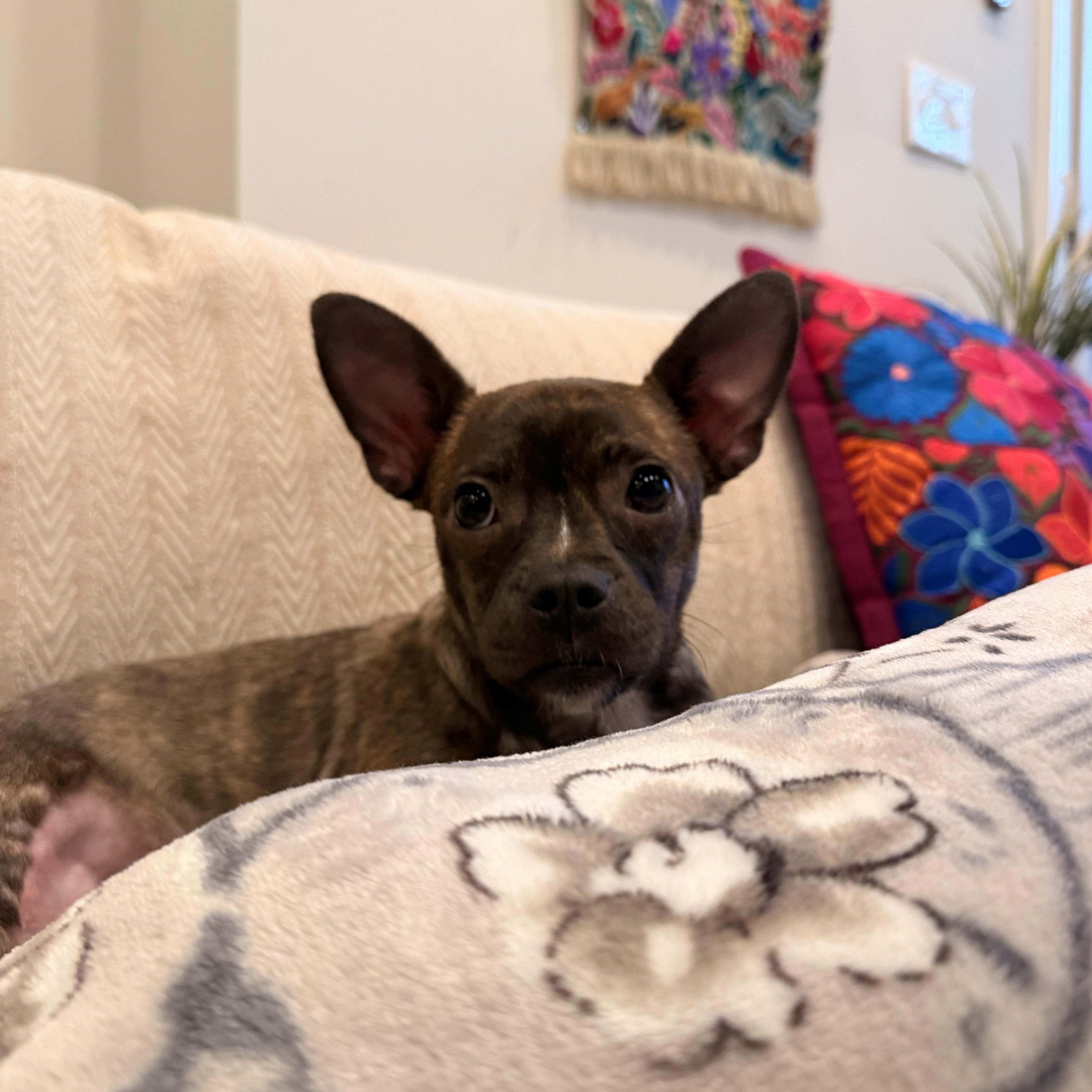 Sassy, Adoptable, Young Female Chihuahua & Boston Terrier.