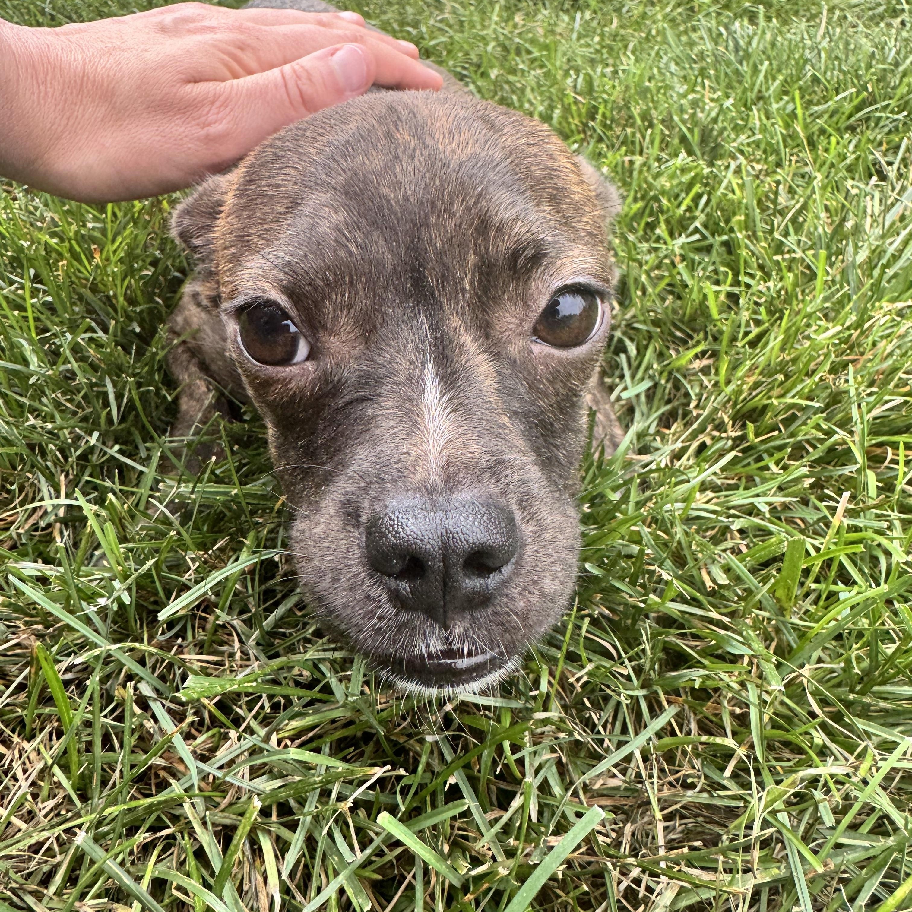 Sassy, a Adoptable mixed breed in Washington, DC image 3/6