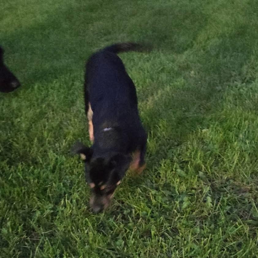 Enlarge Nelly, a Adoptable mixed breed in McHenry, IL image 3/3
