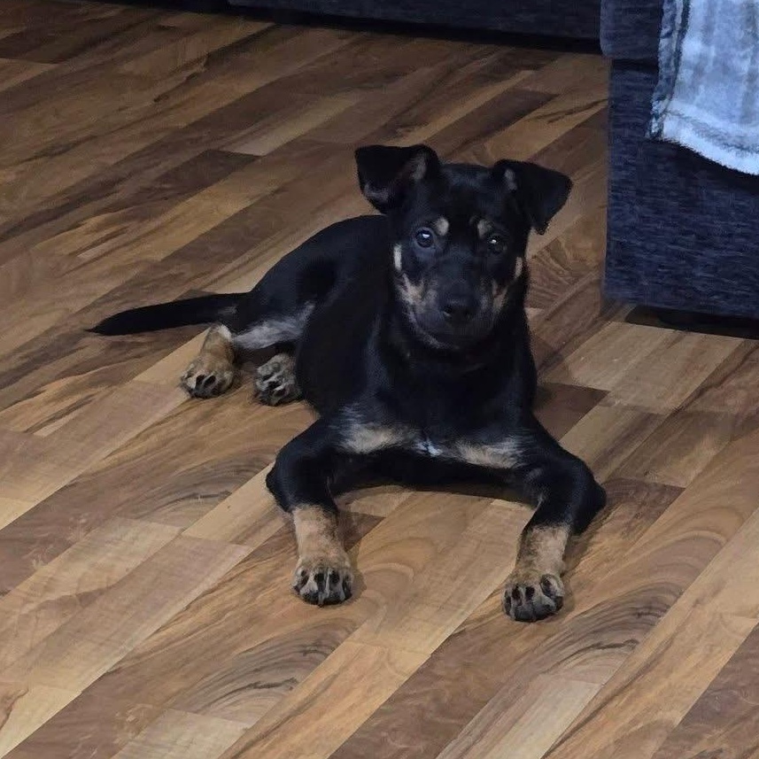 Enlarge Nelly, a Adoptable mixed breed in McHenry, IL image 2/3