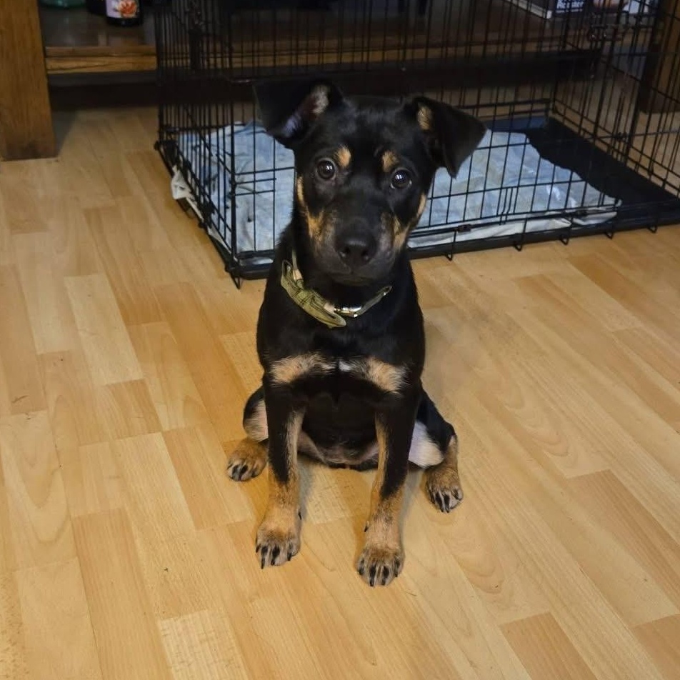 Nelly, Adoptable, Puppy Female Terrier.