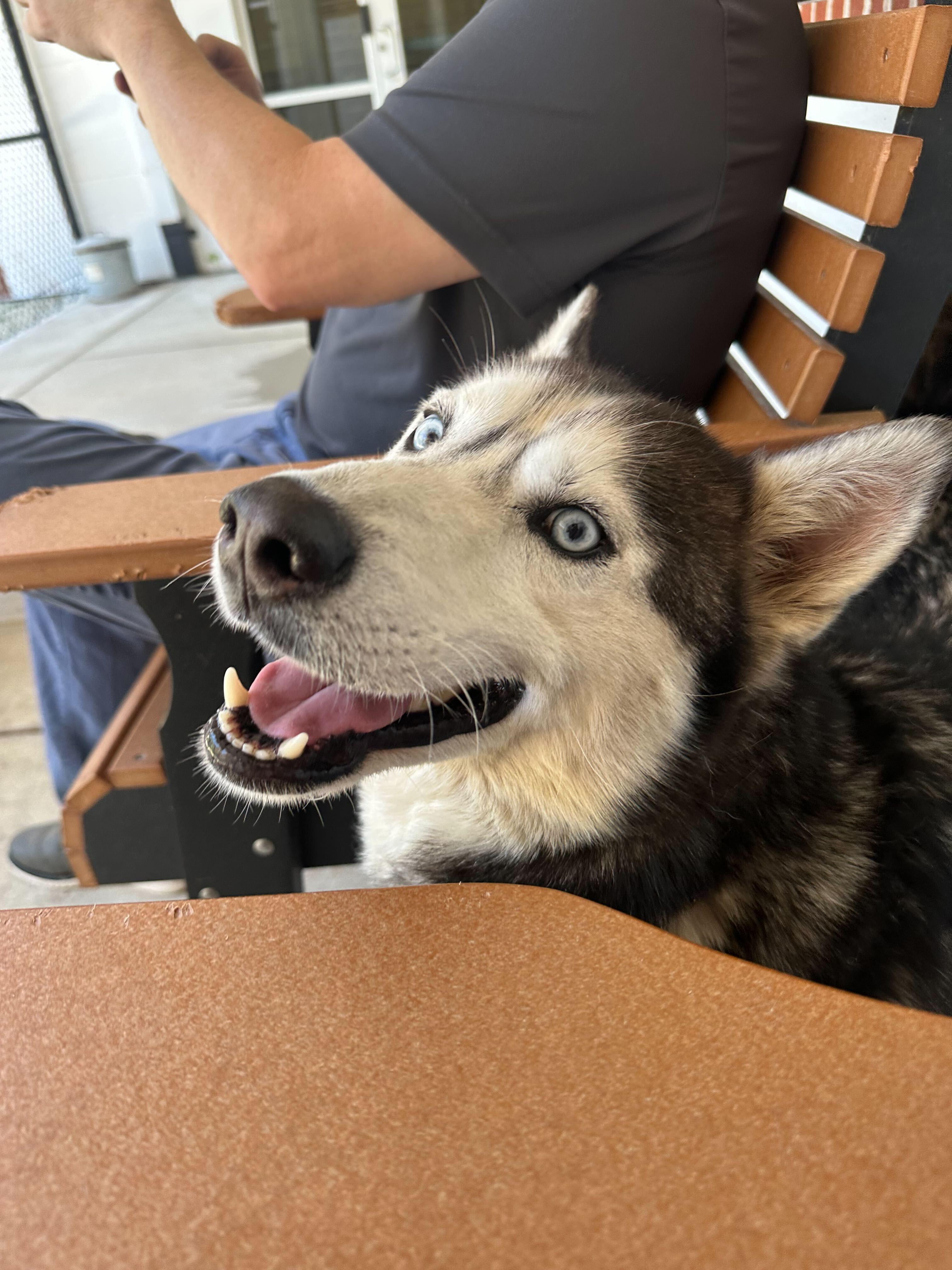 Enlarge Hybern, an adopted Siberian Husky in Maidens, VA image 1/1
