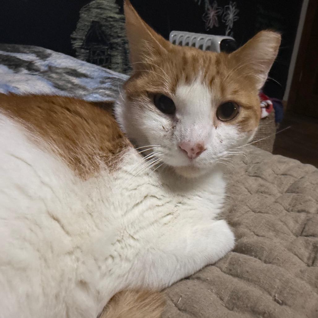 Enlarge Mack, a Adoptable Domestic Short Hair in Garfield, AR image 1/2