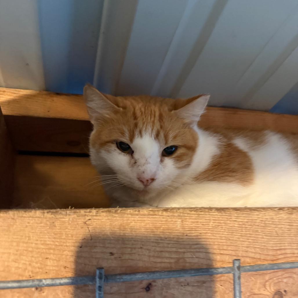 Enlarge Mack, a Adoptable Domestic Short Hair in Garfield, AR image 2/2