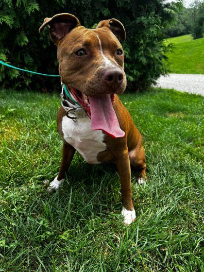 Marcy, Adult Female Mixed Breed