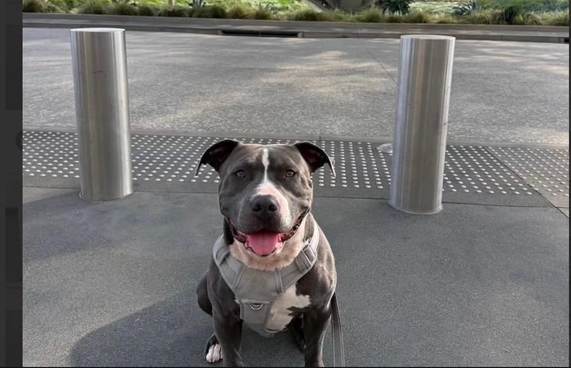 Enlarge Blu Needs a Foster Home, a Adoptable mixed breed in Redondo Beach, CA image 4/4