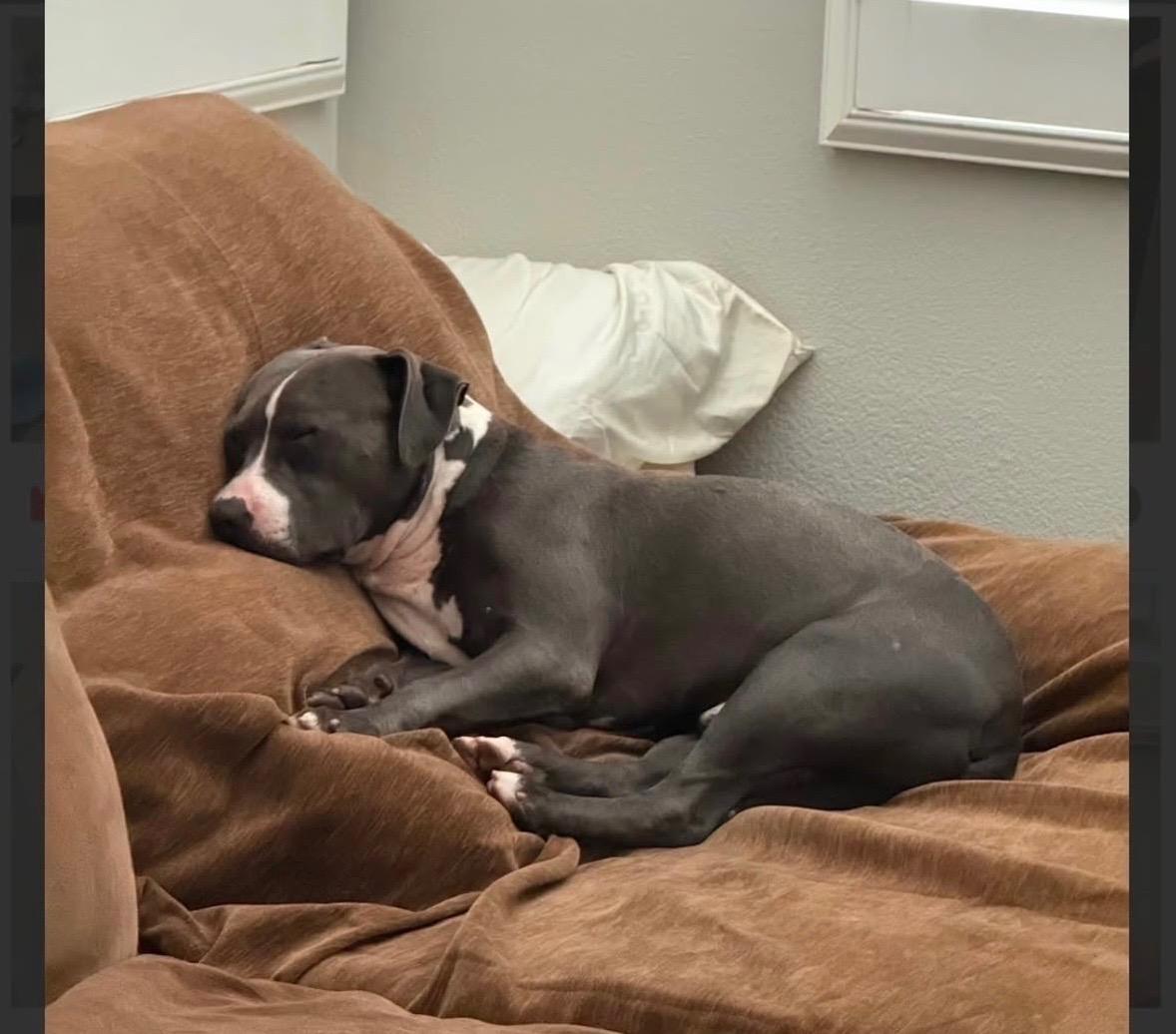 Enlarge Blu Needs a Foster Home, a Adoptable mixed breed in Redondo Beach, CA image 2/4
