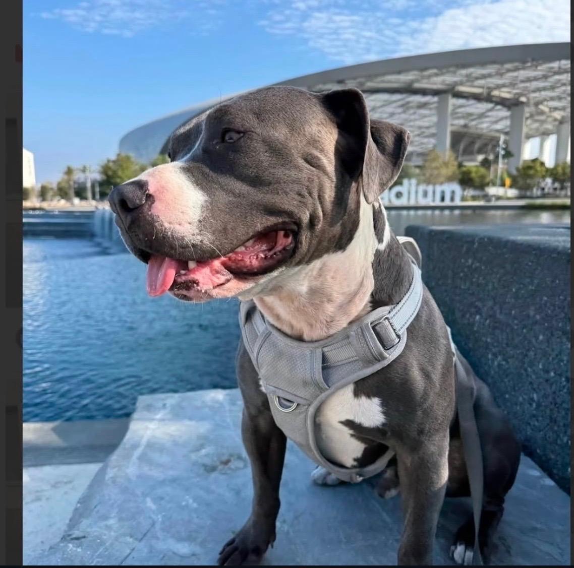 Enlarge Blu Needs a Foster Home, a Adoptable mixed breed in Redondo Beach, CA image 3/4