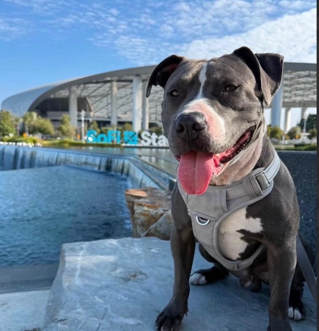 Enlarge Blu Needs a Foster Home, a Adoptable mixed breed in Redondo Beach, CA image 1/4