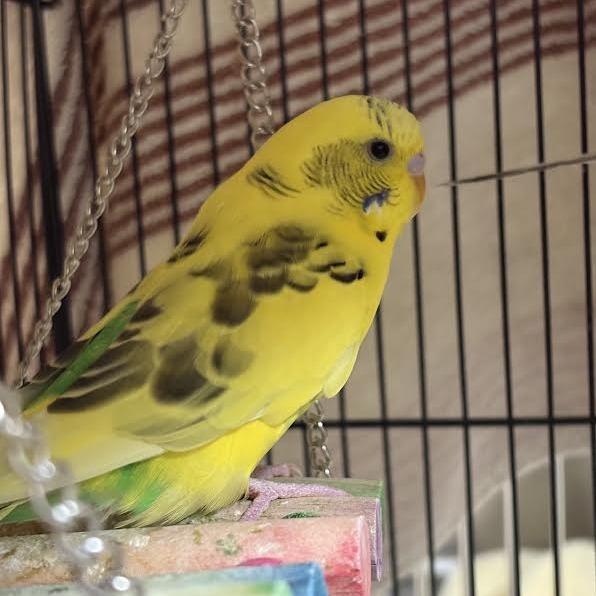 Enlarge Sunny, a Adoptable Parakeet (Other) in Saint Cloud, MN image 1/1