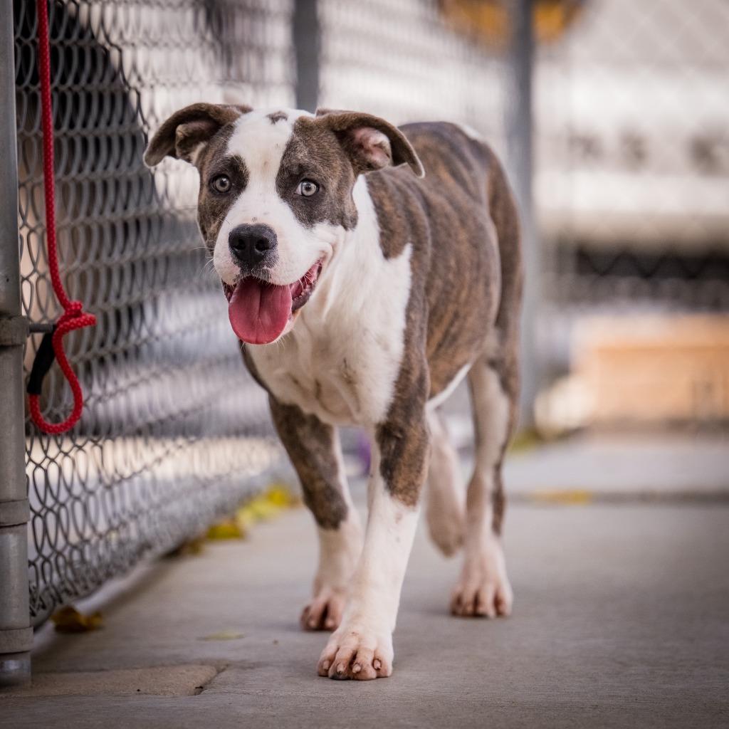 Colt, Adoptable, Puppy Male Pit Bull Terrier & Labrador Retriever.