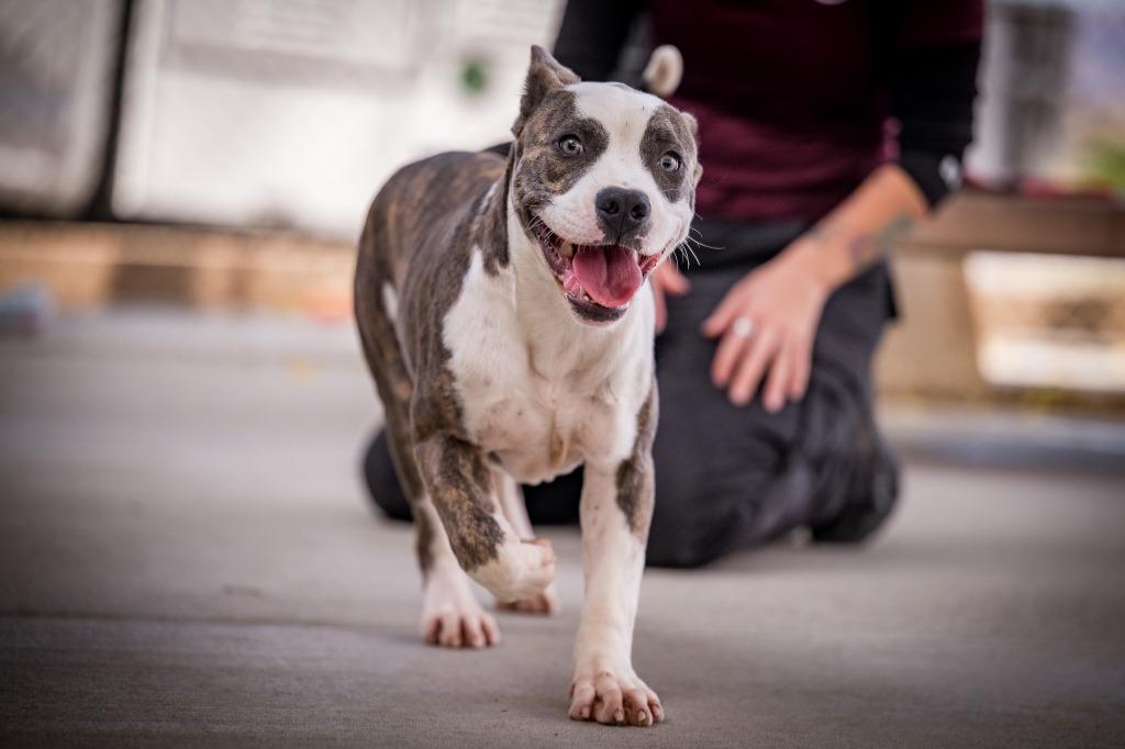 Enlarge Colt, a Adoptable mixed breed in Twentynine Palms, CA image 2/5