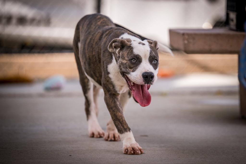 Enlarge Colt, a Adoptable mixed breed in Twentynine Palms, CA image 3/5