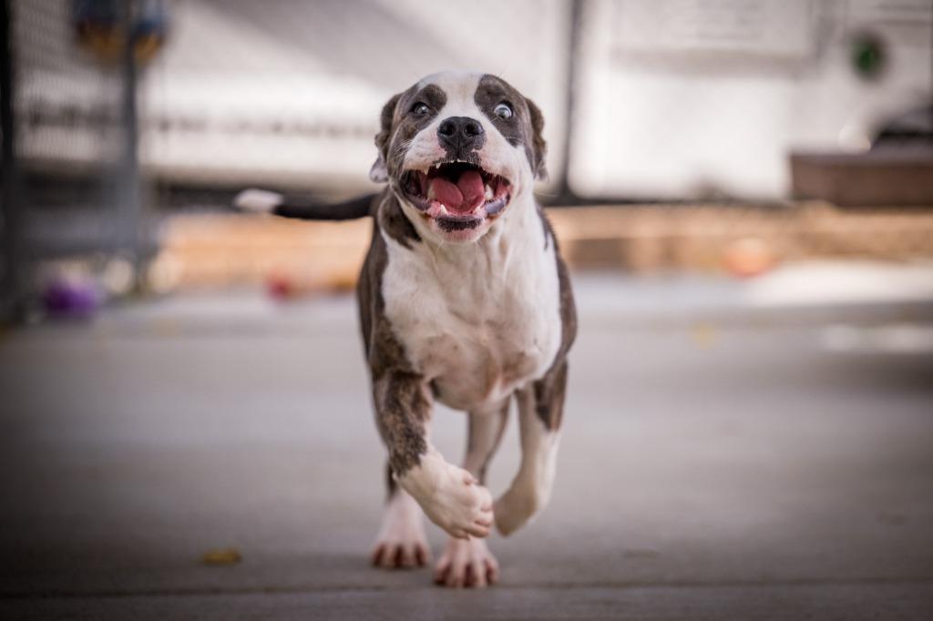 Enlarge Colt, a Adoptable mixed breed in Twentynine Palms, CA image 4/5