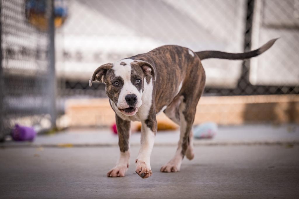 Enlarge Colt, a Adoptable mixed breed in Twentynine Palms, CA image 5/5