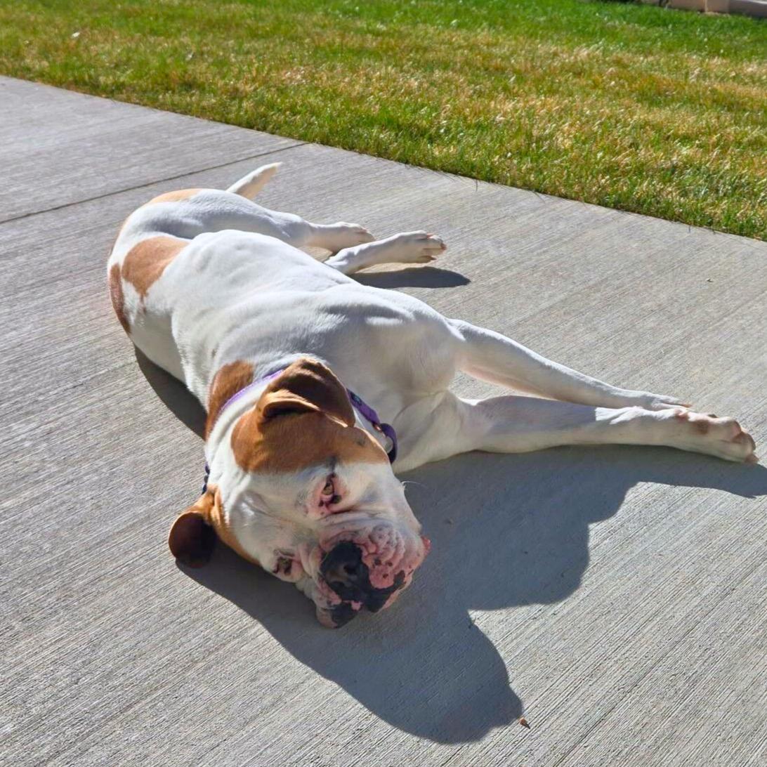 Enlarge Lexi , a ADOPTABLE mixed breed in Ridgway, CO image 2/6