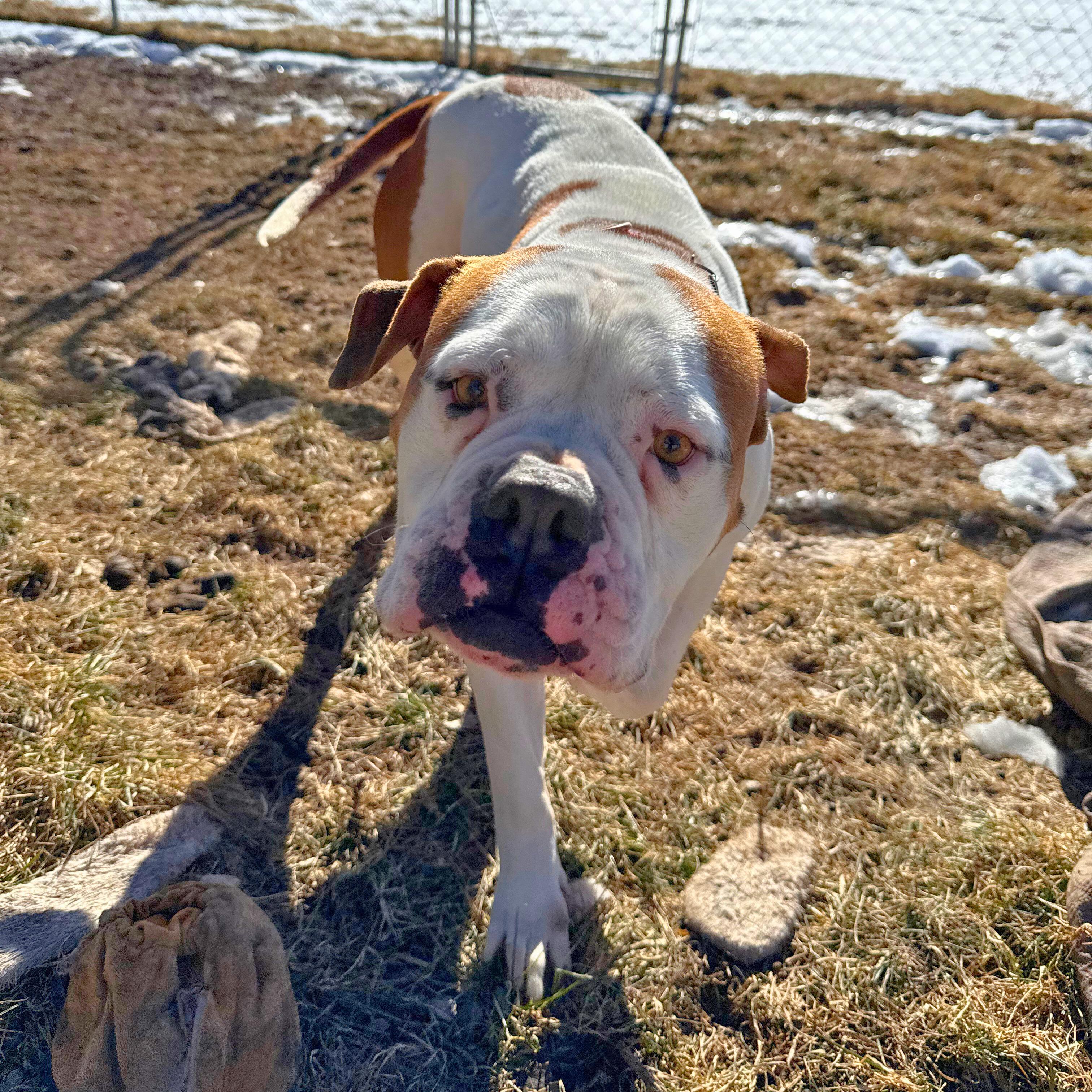 Enlarge Lexi , a ADOPTABLE mixed breed in Ridgway, CO image 2/5