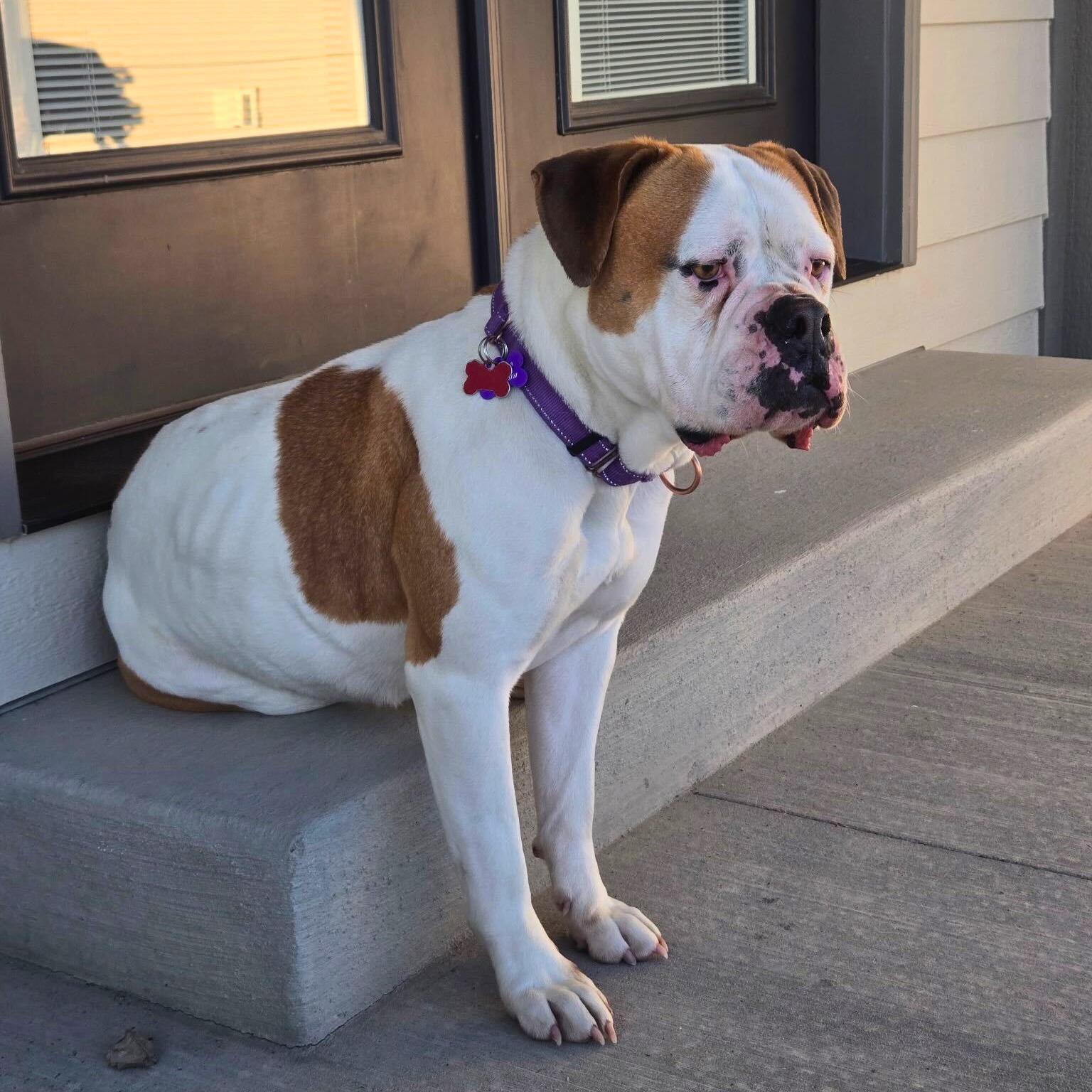 Enlarge Lexi , a ADOPTABLE mixed breed in Ridgway, CO image 3/6