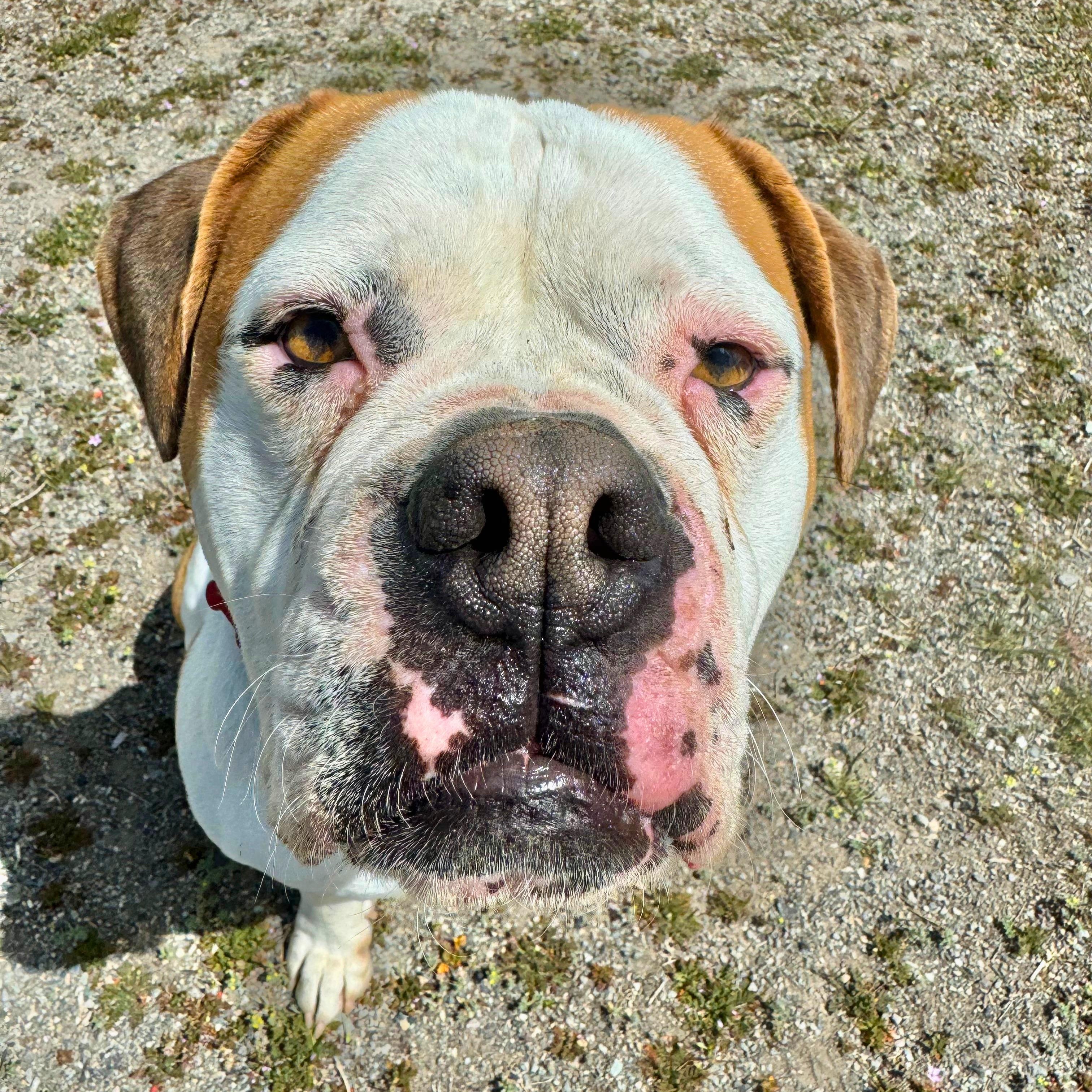 Enlarge Lexi , a ADOPTABLE mixed breed in Ridgway, CO image 5/6