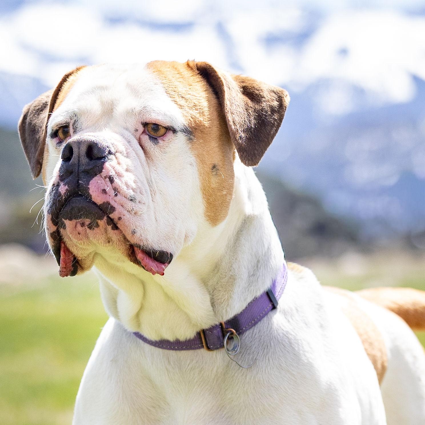 Lexi , ADOPTABLE, Adult Female American Bulldog.