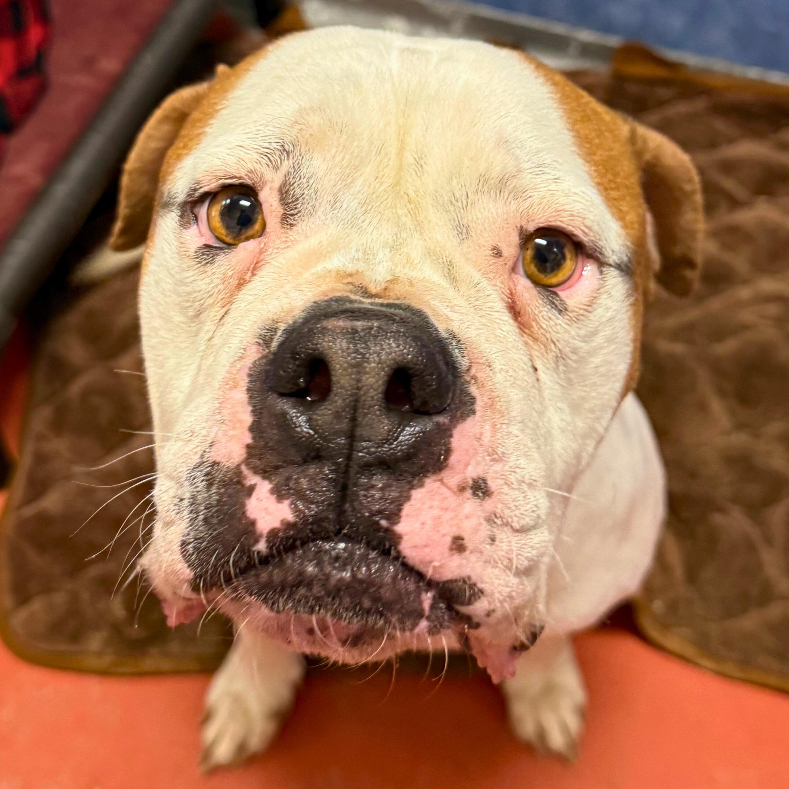 Enlarge Lexi , a ADOPTABLE mixed breed in Ridgway, CO image 3/5