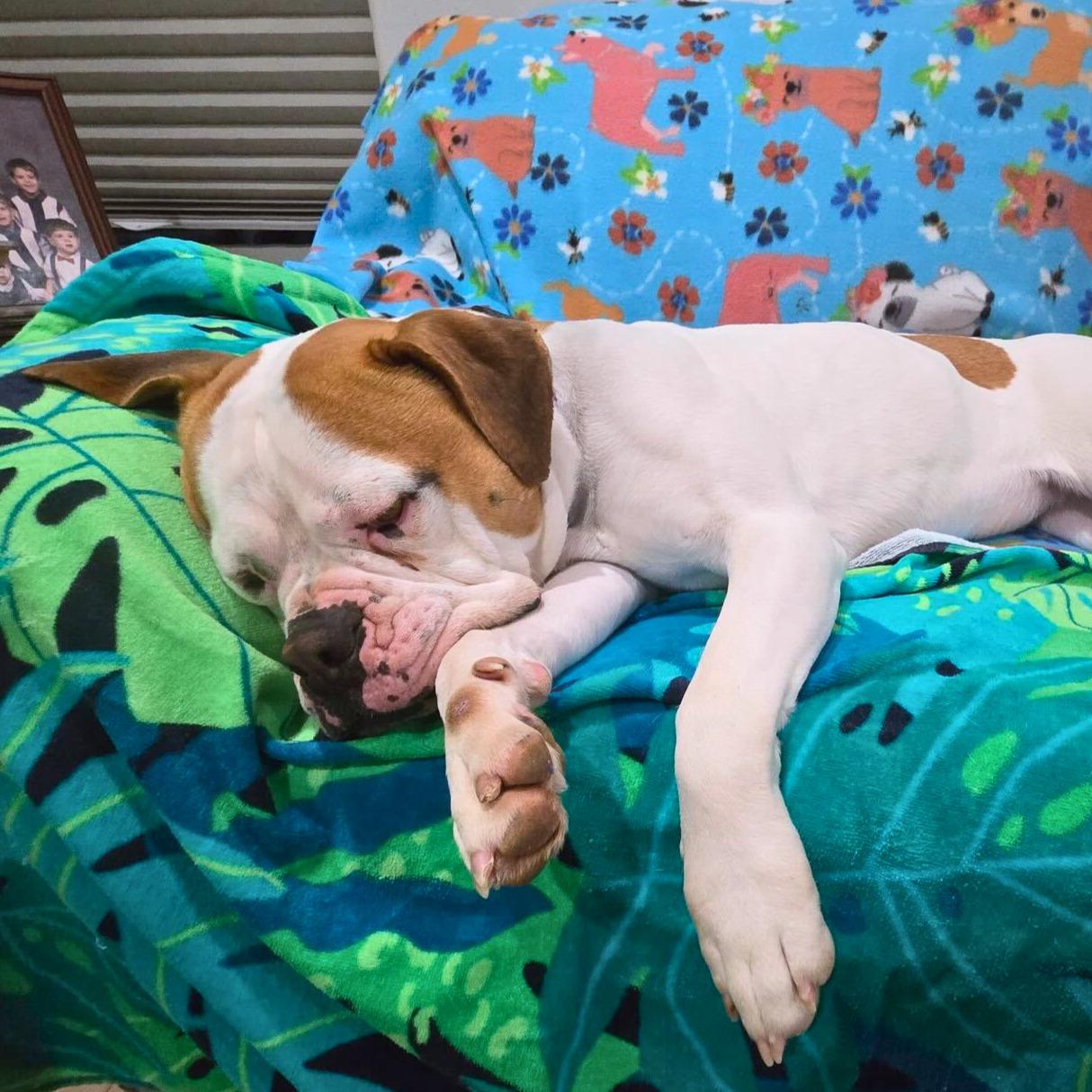 Lexi , ADOPTABLE, Adult Female American Bulldog.