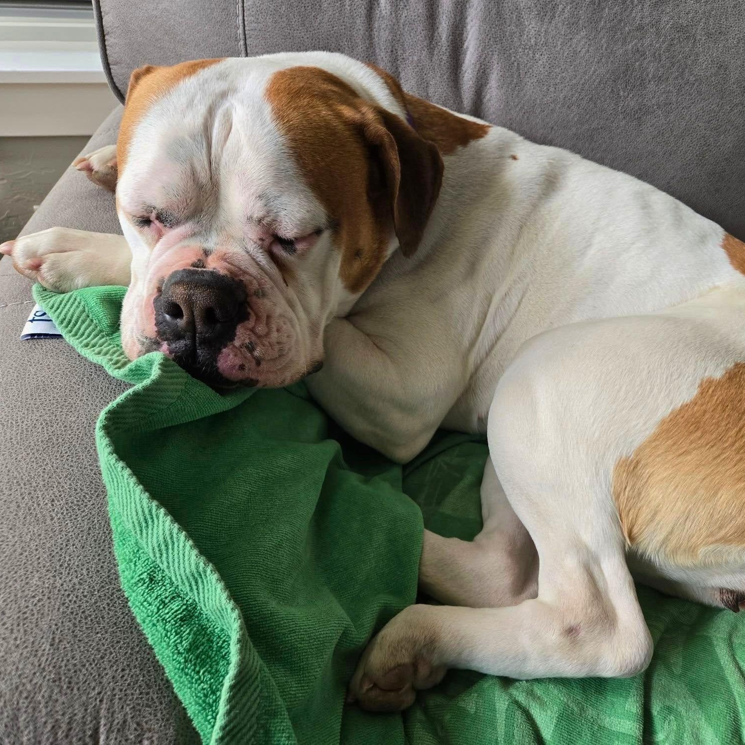 Lexi , ADOPTABLE, Adult Female American Bulldog.