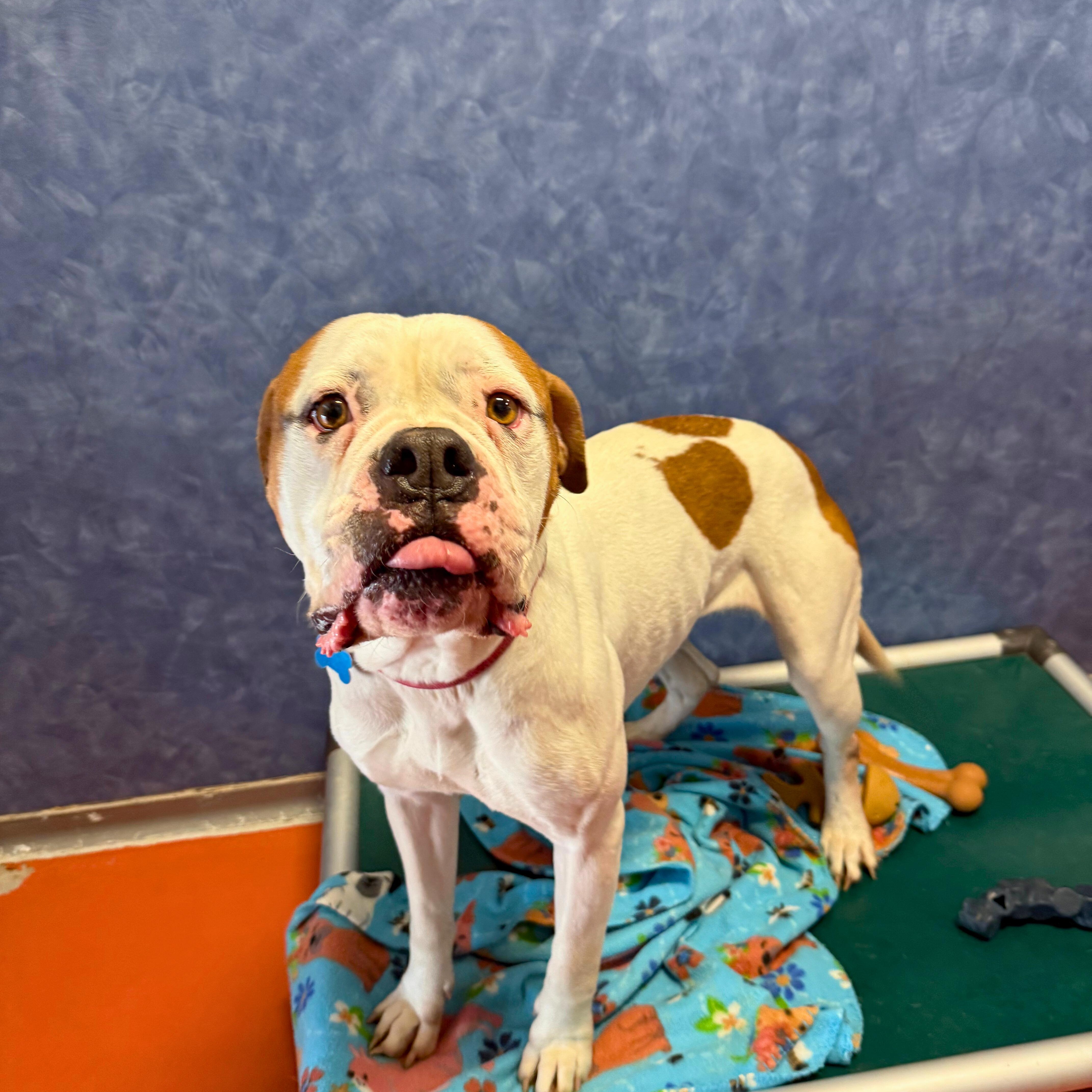 Enlarge Lexi , a ADOPTABLE mixed breed in Ridgway, CO image 5/5