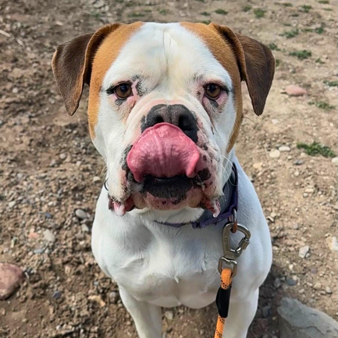 Lexi , adoptable, Adult Female American Bulldog.