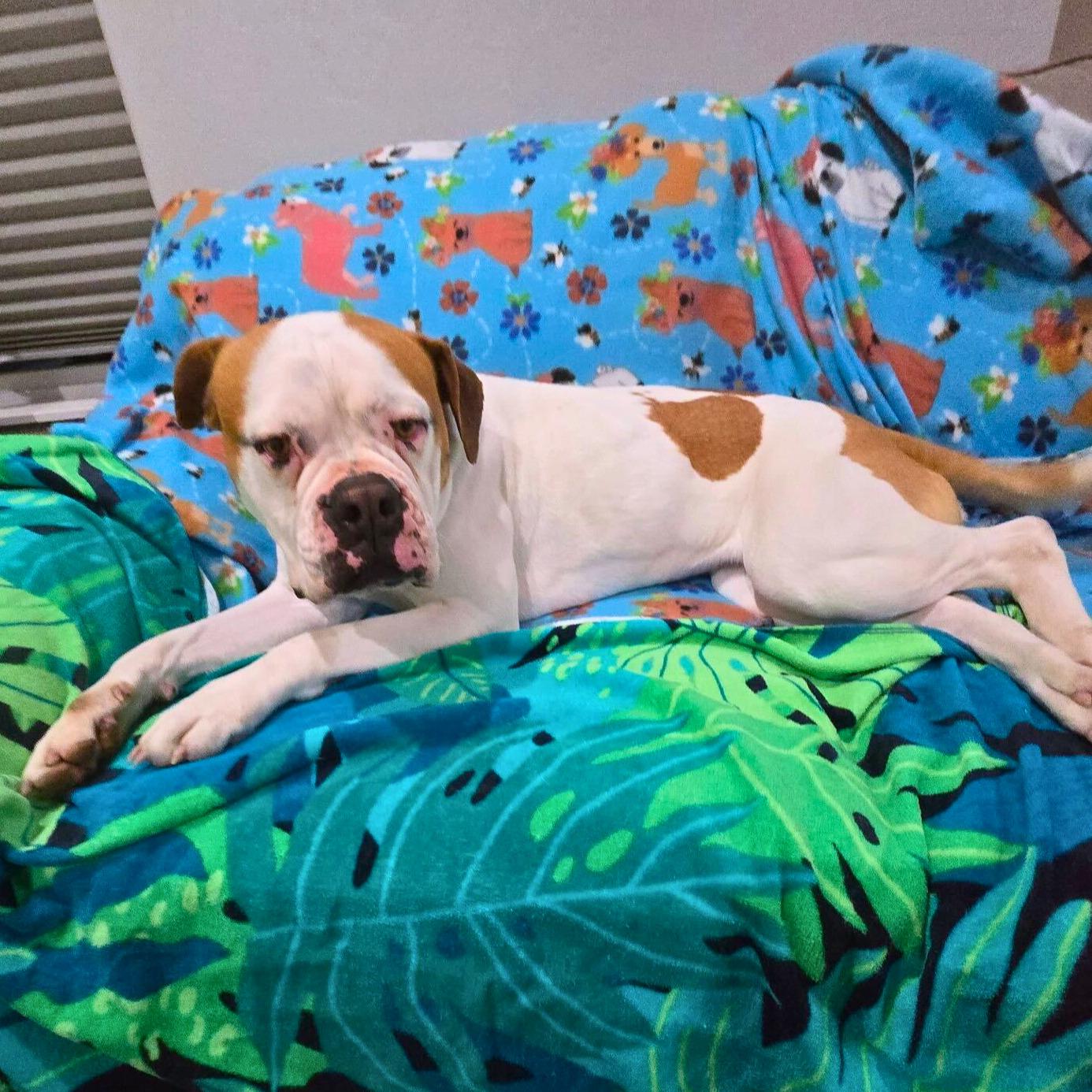 Enlarge Lexi , a ADOPTABLE mixed breed in Ridgway, CO image 4/6