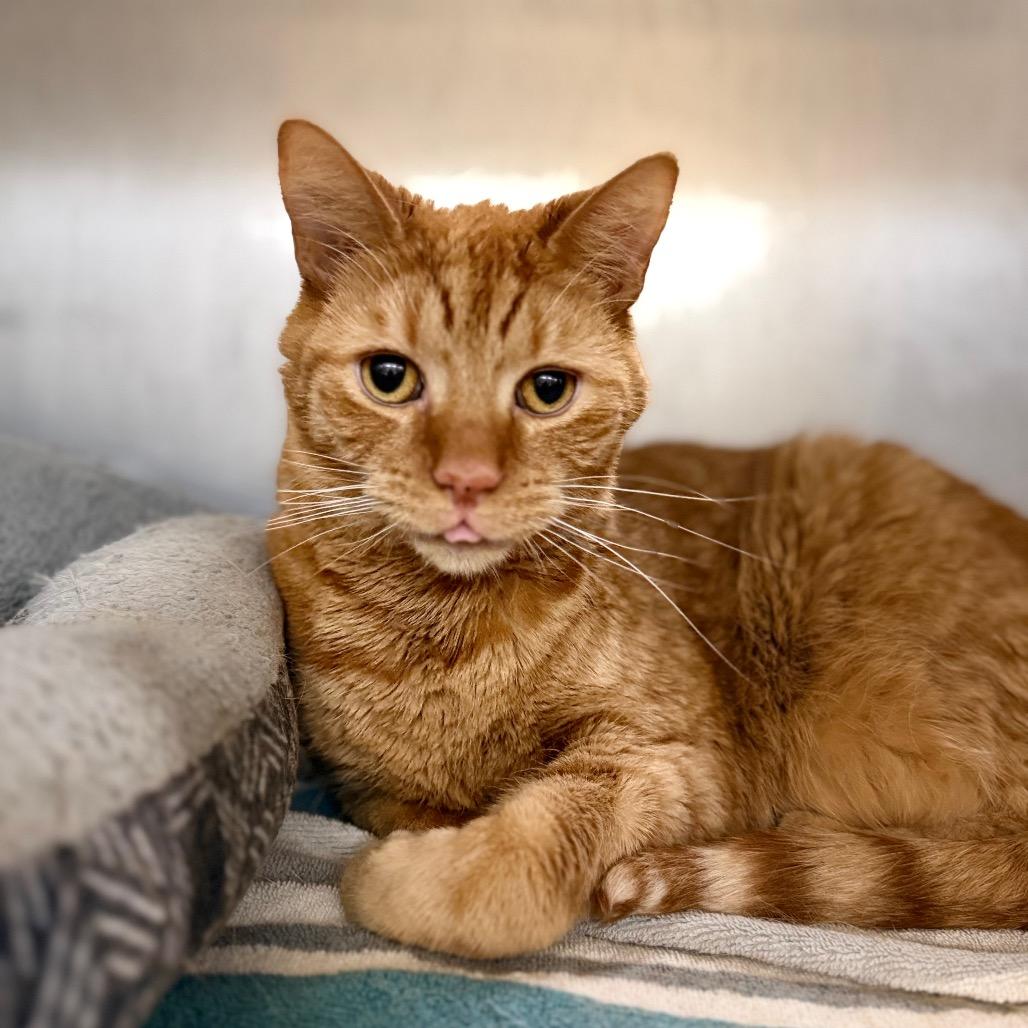 Enlarge Charles, a Adoptable Domestic Short Hair in Portage, MI image 1/3