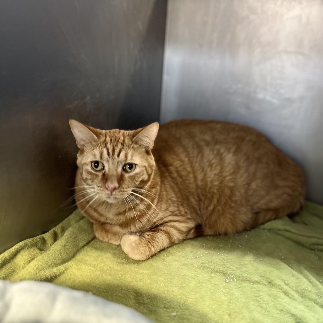 Charles, Adoptable, Adult Male Domestic Short Hair.