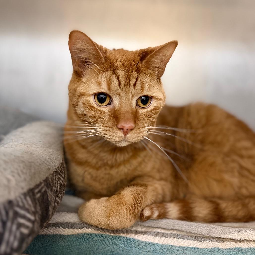 Enlarge Charles, a Adoptable Domestic Short Hair in Portage, MI image 3/3