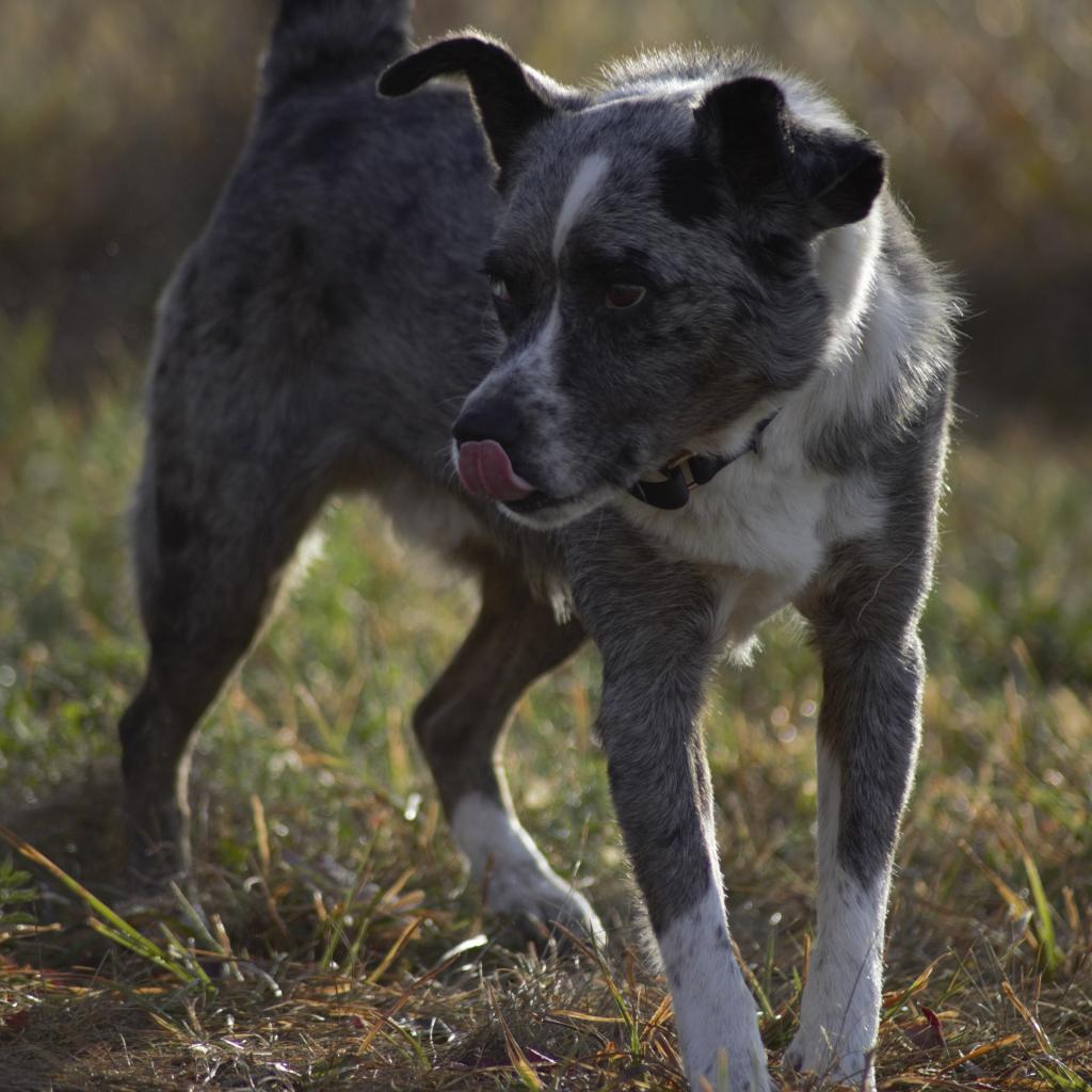 Kittle, Adoptable, Adult Male Australian Cattle Dog / Blue Heeler & Australian Shepherd.