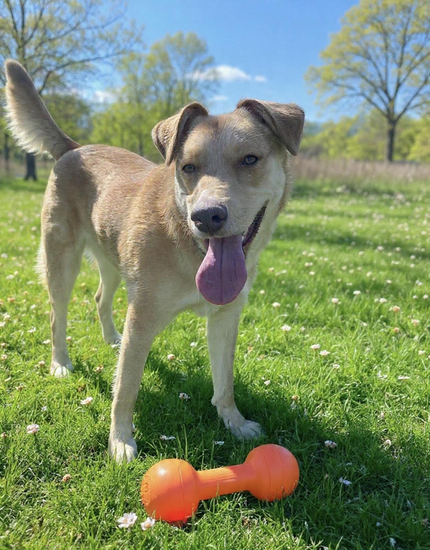 Junie (Foster or Adopter Needed!), Adoptable, Young Female Mixed Breed.