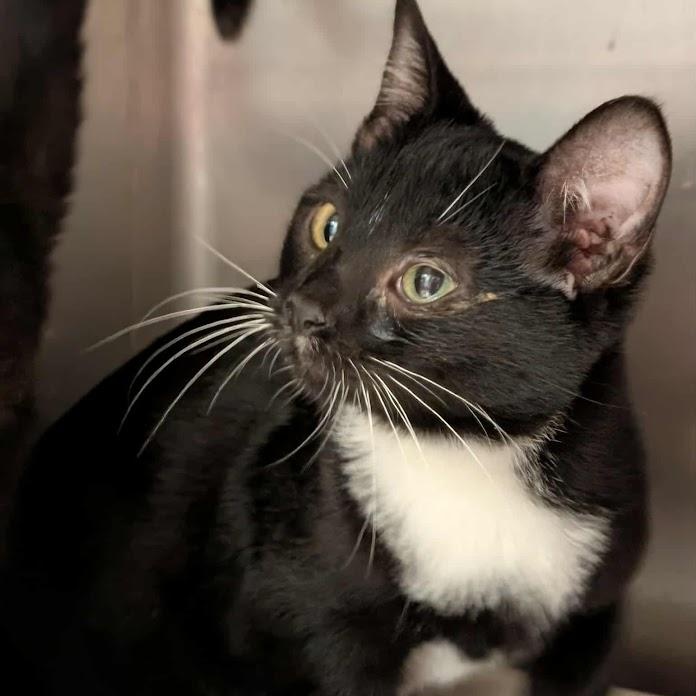 Enlarge Texas, a Adoptable Domestic Short Hair in Springfield, IL image 1/1