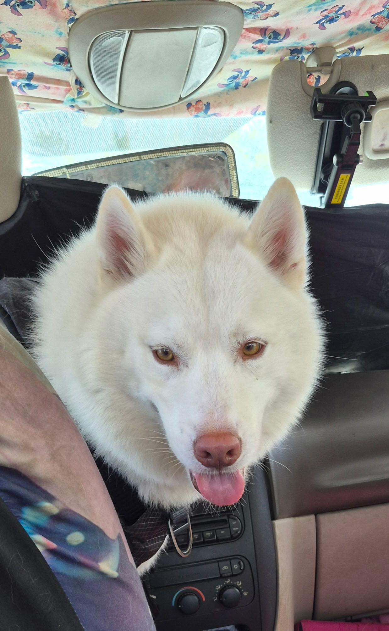 Enlarge Potato, a ADOPTABLE Siberian Husky in Menifee, CA image 1/6