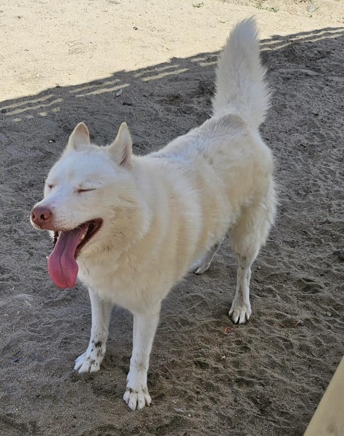 Enlarge Potato, a ADOPTABLE Siberian Husky in Menifee, CA image 4/6