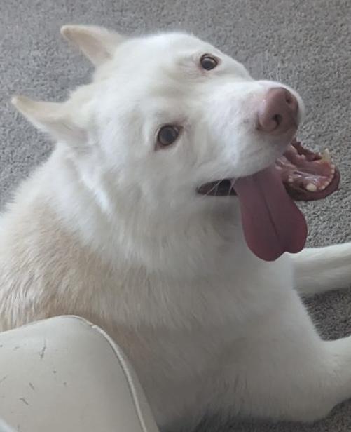 Enlarge Potato, a ADOPTABLE Siberian Husky in Menifee, CA image 5/6