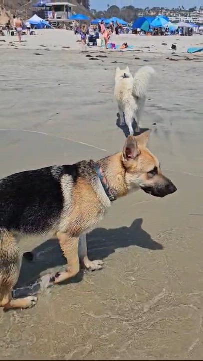 Enlarge Potato, a ADOPTABLE Siberian Husky in Menifee, CA video 3/6