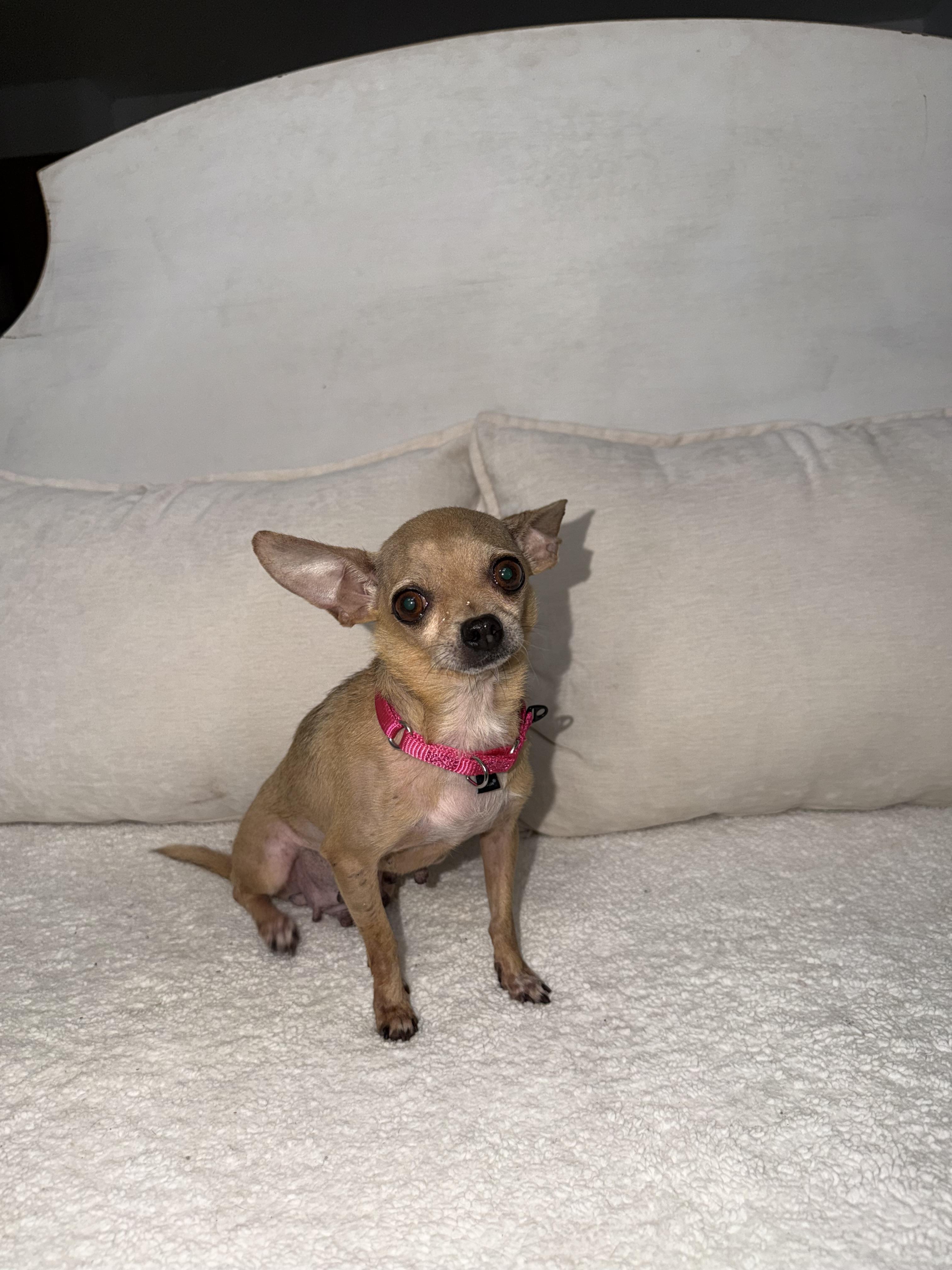 Tilly, ADOPTABLE, Senior • Female, Chihuahua.