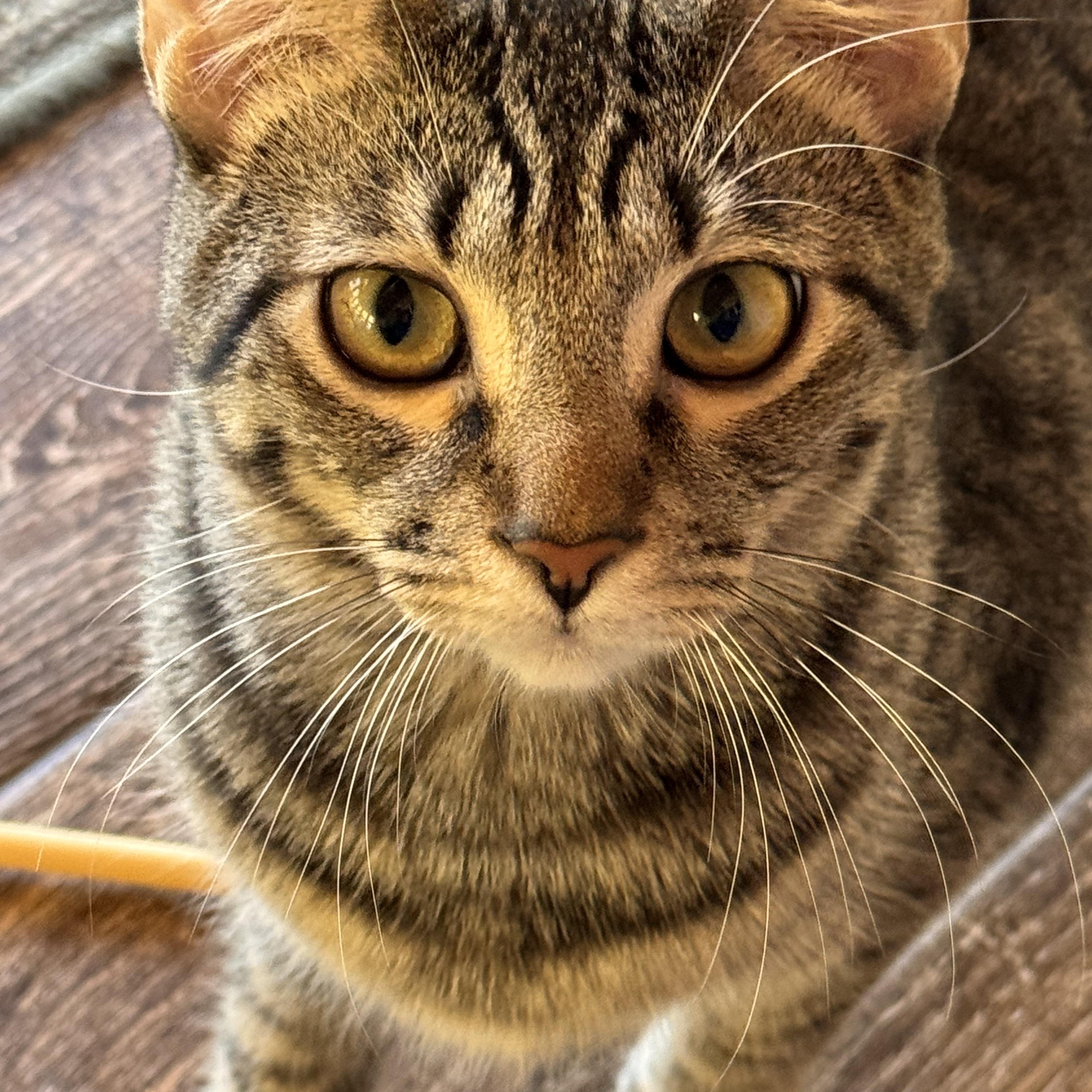 Poppy, Adoptable, Kitten Female Tabby.