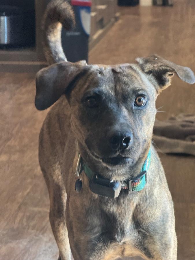 Enlarge Arlington, a Adoptable mixed breed in Tonopah, AZ image 3/4