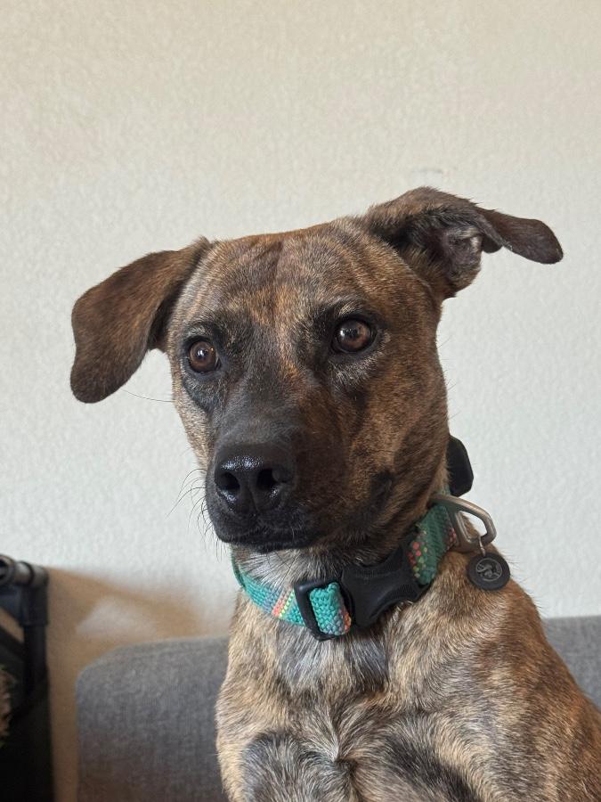 Enlarge Arlington, a Adoptable mixed breed in Tonopah, AZ image 2/4