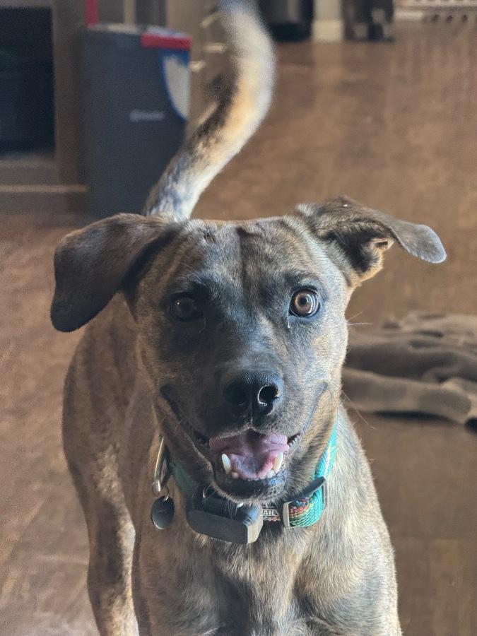 Enlarge Arlington, a Adoptable mixed breed in Tonopah, AZ image 4/4
