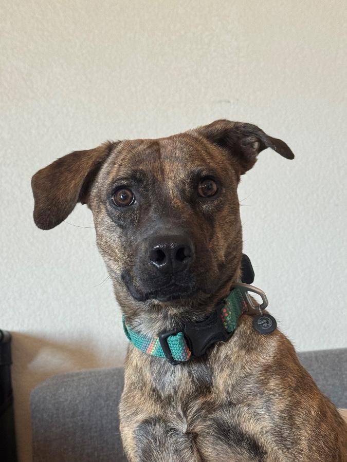 Arlington, Adoptable, Young Female Mixed Breed.