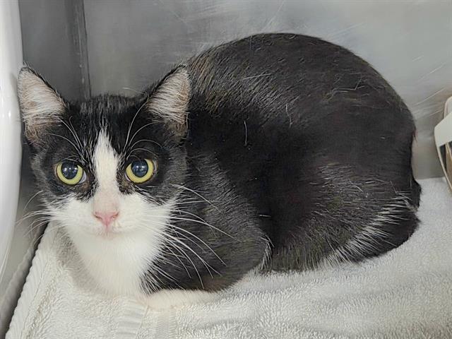 JULIE, Adoptable, Young Female Domestic Short Hair.