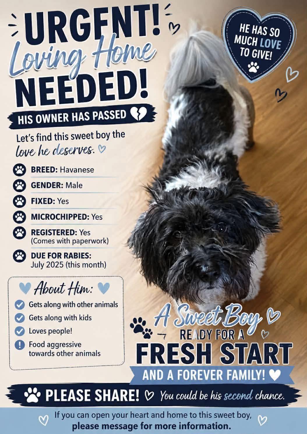 Adak/Lucas, Adopted, Adult Male Shih Tzu.
