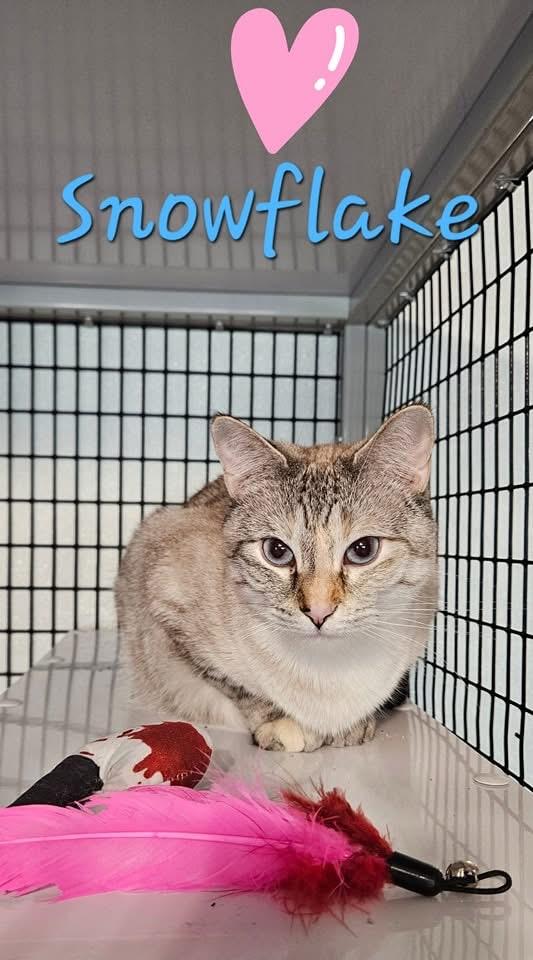 Enlarge Snowflake, a Adoptable Domestic Short Hair in Jeffersonville, IN image 3/5