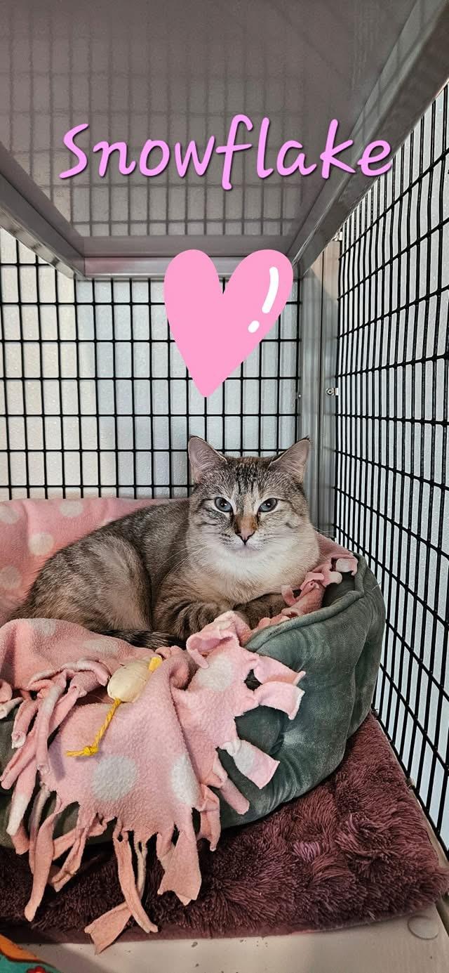 Enlarge Snowflake, a Adoptable Domestic Short Hair in Jeffersonville, IN image 4/5